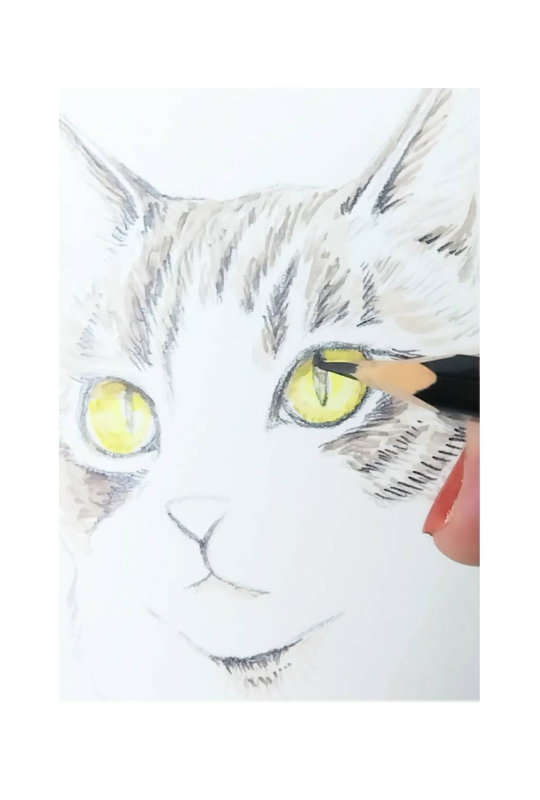 猫のオーダー原画のイメージ