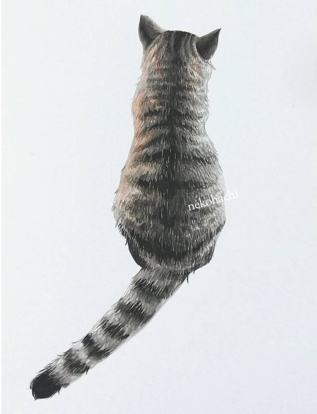 猫のオーダー原画のイメージ