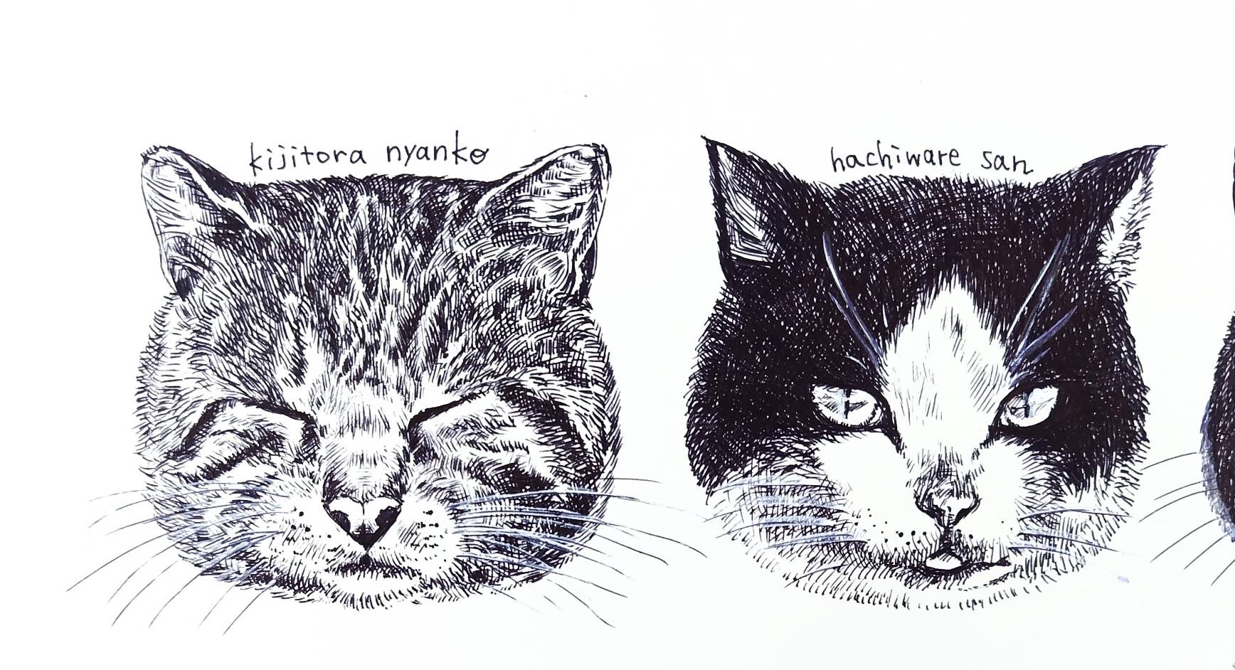 猫のオーダー原画のイメージ