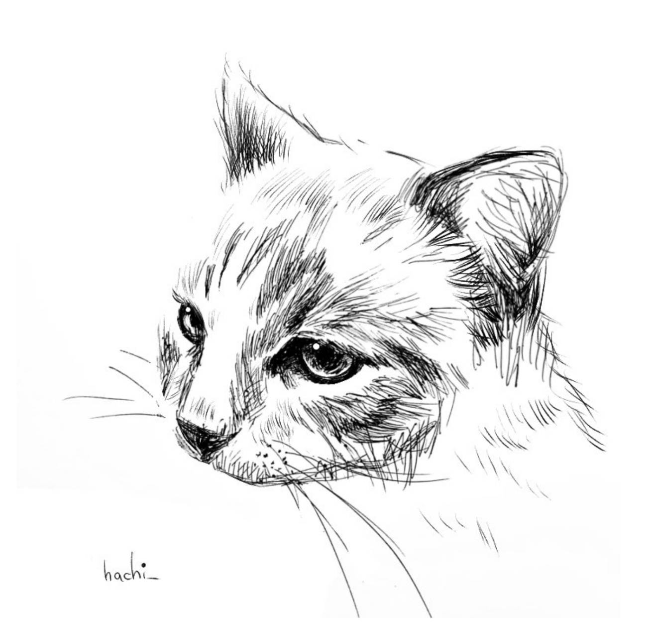 猫のオーダー原画のイメージ